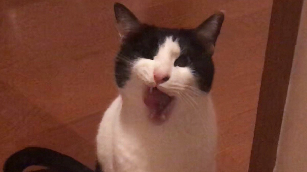 bknb_mew's tweet photo. これは完全に組のも���ですわ…
#猫の写真へたくそ選手権 https://t.co/K1mvXYzdVC