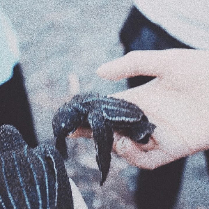 No nos dejaban tocar el mar y me puse tan triste que tocaba la arena con los ojos cerrados para volver a sentir tus abrazos, caminé en la noche y conocí tortugas baulas papá, son grandes y fuertes, las toqué y vi las constelaciones sabiendo que alguna de esas millones de +