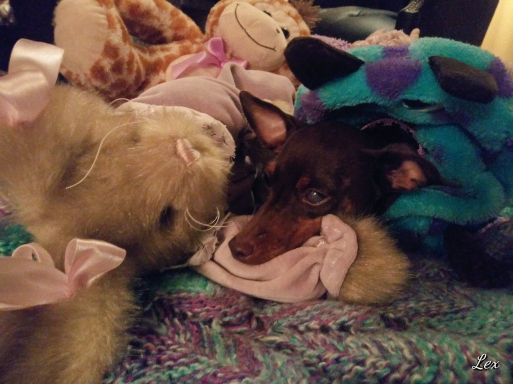 LuxD29349697's tweet photo. @KingTuckerC I gots to sleep in today. My tum tum wasnt feeling so well. 🙊😞 https://t.co/ISciyWcFOi