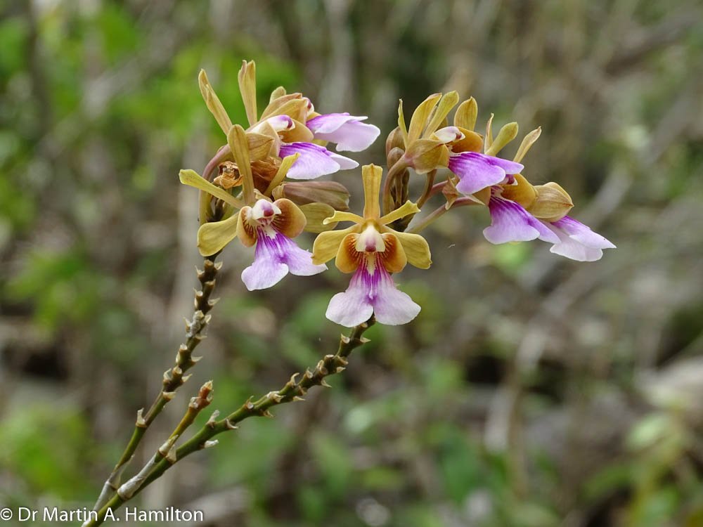 DocMartinKew's tweet photo. Fantastic day surveying in resilient habitats on Virgin Gorda #KewBVI with @tomopteris & Kelly Bradley @FortWorthZoo for our @Darwin_Defra project #DPLUS084. Flowering highlights were Psychilis macconnelliae (Orchidaceae) & Galactia eggersii (Leguminosae). @KewUKOTs @KewScience https://t.co/G0cClSBVIL