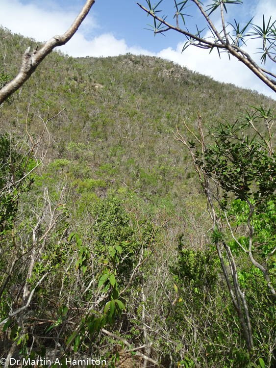 DocMartinKew's tweet photo. Fantastic day surveying in resilient habitats on Virgin Gorda #KewBVI with @tomopteris & Kelly Bradley @FortWorthZoo for our @Darwin_Defra project #DPLUS084. Flowering highlights were Psychilis macconnelliae (Orchidaceae) & Galactia eggersii (Leguminosae). @KewUKOTs @KewScience https://t.co/G0cClSBVIL