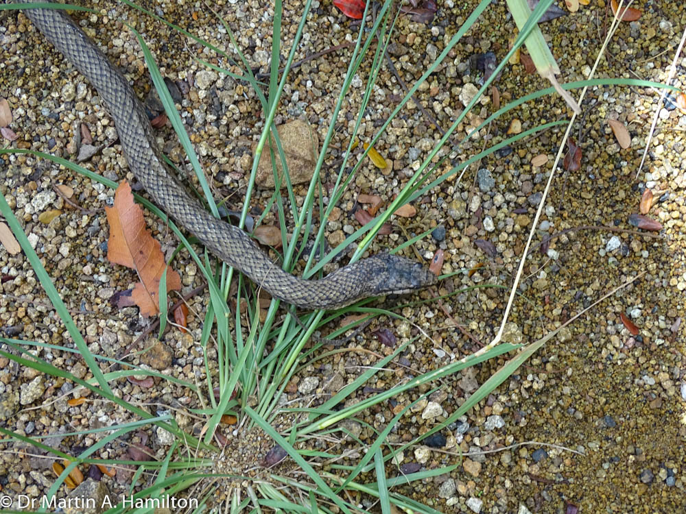 DocMartinKew's tweet photo. While surveying in resilient habitats on Virgin Gorda #KewBVI w/ Kelly Bradley @FortWorthZoo for our @Darwin_Defra project #DPLUS084 we encountered reptiles (Anolis cristatellus, A stratulus & Borikenophis portoricensis) and amphibians (tadpoles) @KewUKOTs @KewScience @tomopteris https://t.co/pgfDMIVKl4