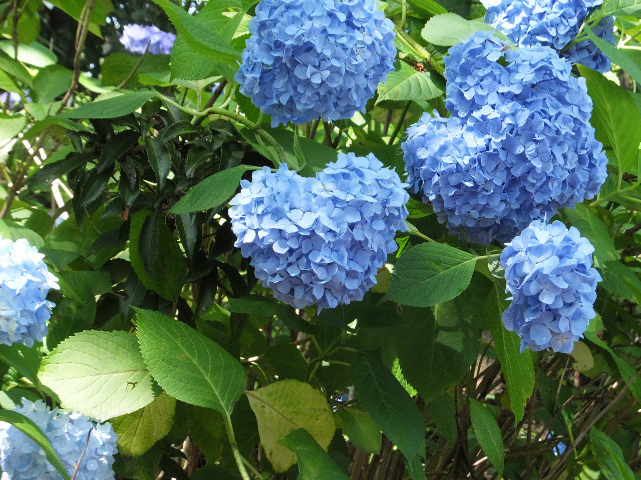 白鳥庭園 6 11 ハート型に見える紫陽花を発見 花の重みで垂れ下がった花の中で 自然とハートのような形に見えたものですっ ぜひ ご来園された際は探してみてはいかがでしょうか 他にはネムノキの花が見ごろとなっています 紫陽花 ハート