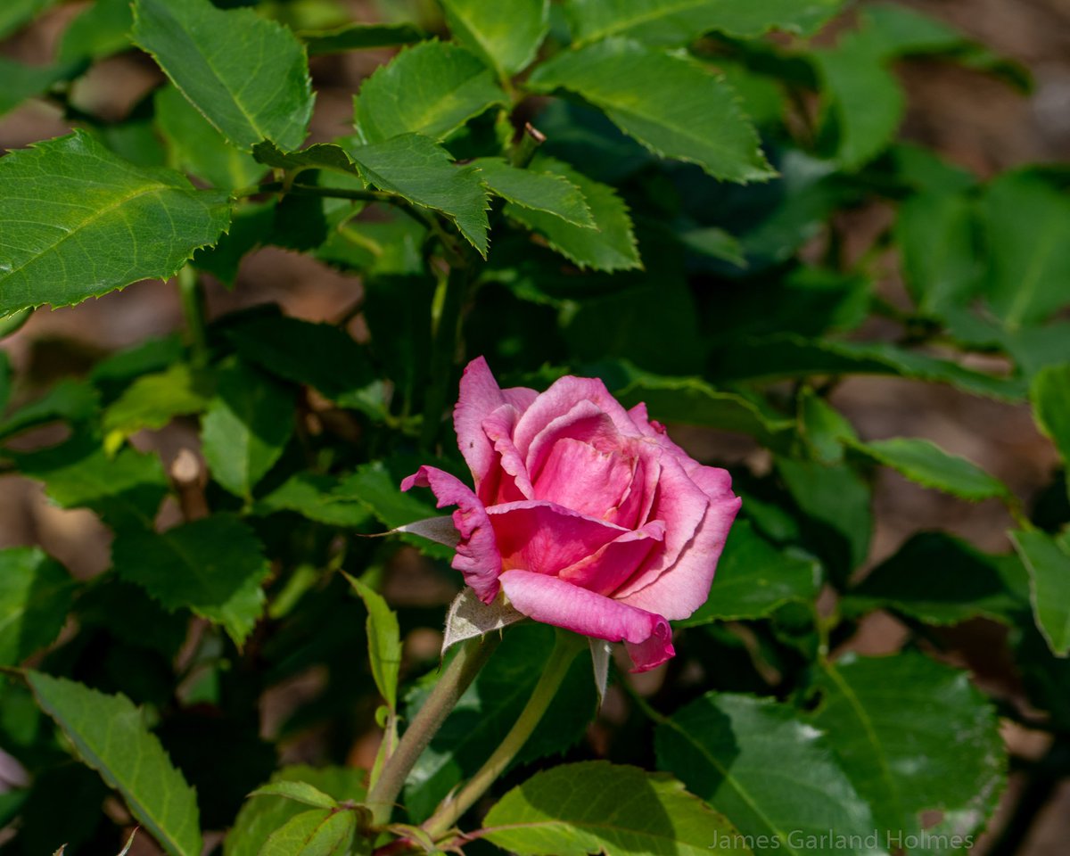 PHarrishort's tweet photo. Belinda's Dream rose can be used as a cut flower to arrange in vases, should be planted on 7' centers to allow for adequate air movement, can also make a beautiful large container planting, https://t.co/0sKf39SXQH 052019p2 https://t.co/4R22q0MMtR