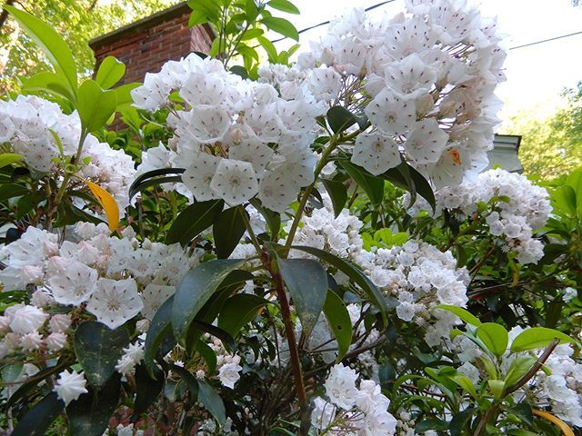 This #MountainLaurel bush isn't as big as the house, it only seems like it. In gorgeous full bloom about one week of the year. #Garden #Gardener #Shrubbery #Flowers #FloweringTree #Heirloom #Blossoms #Spring #Ephemeral #Beauty #Chimney #Home #AlmostSumme… bit.ly/2Wvz1O6