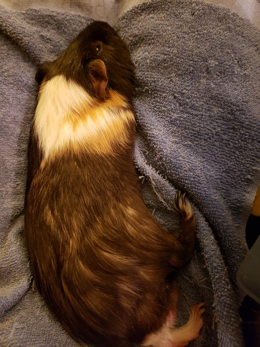 ObiePig's tweet photo. Monday night's wif mummy means WWE and feets out (and cuddles. And treats. And chin rubbies. And bum scritches) #bearpig #LittleBear #guineapig #pantaloon #AdoptDontShop https://t.co/ZtH9jjgwRu