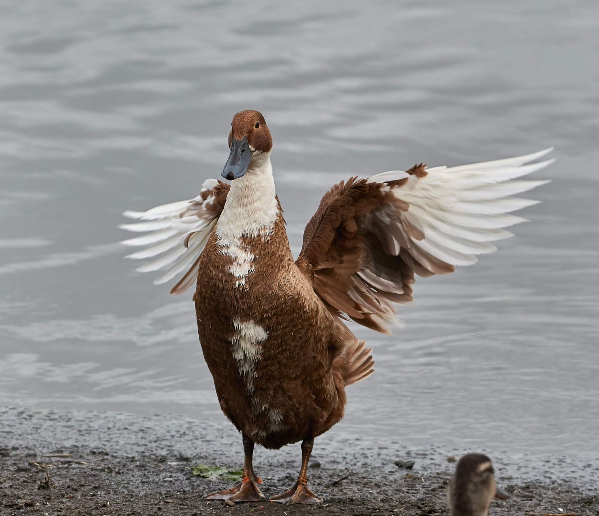 paul hayes (@paulhayes55) on Twitter photo Snapped this #duck in a #lake in #Monaghan anyone any #ideas
<a href="/BirdWatchIE/">BirdWatch Ireland</a> <a href="/BirdWatchingMag/">Bird Watching</a> <a href="/EricTheBirdman/">Birds Ireland</a> #bird #TwitterNatureCommunity #naturelovers #birdwatching #Photography Snapped this #duck in a #lake in #Monaghan anyone any #ideas
<a href="/BirdWatchIE/">BirdWatch Ireland</a> <a href="/BirdWatchingMag/">Bird Watching</a> <a href="/EricTheBirdman/">Birds Ireland</a> #bird #TwitterNatureCommunity #naturelovers #birdwatching #Photography