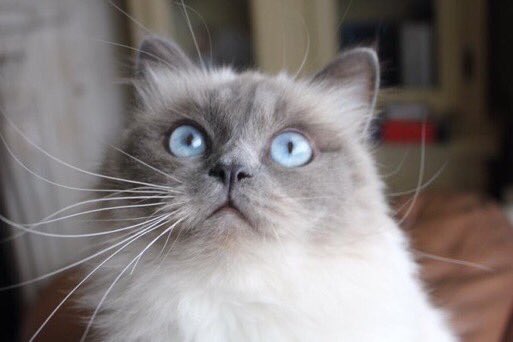 Jessi-cat tweet media