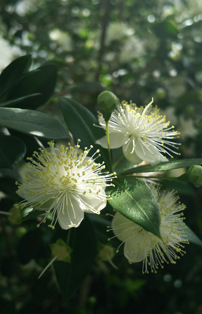 K K 儚げに光るホタルのように美しい花 那須から戻ってみたら満開に いい香り マートル ミルテ ミルトス 銀梅花 銀盃花 ギンバイカアンデス Myrtle Myrte Myrtus Commonmyrtle Truemyrtle 女神アフロディーテに捧げられた植物 ギリシャ神話