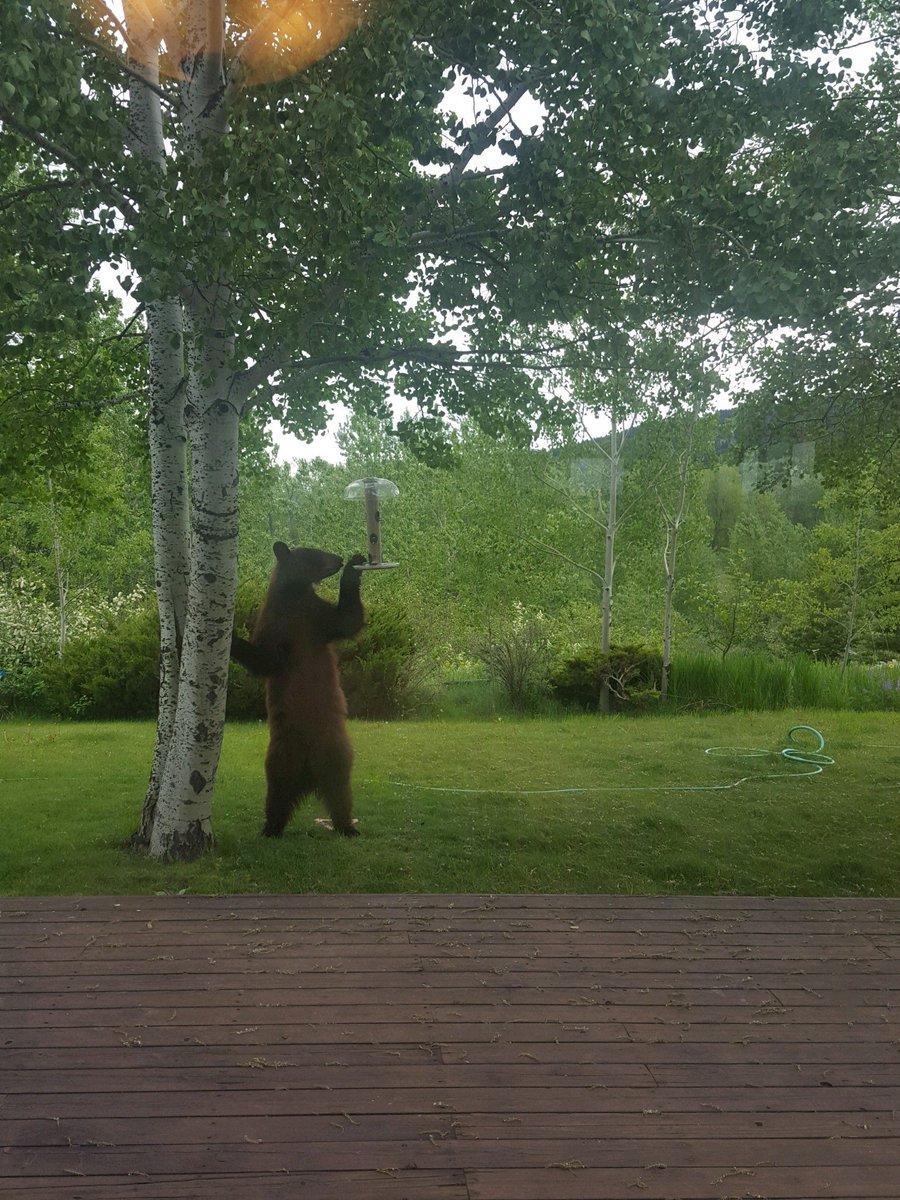 You know you live in Montana when this guy invites himself to breakfast.