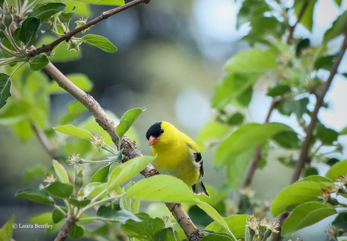 I had some super rays of sunshine arrive in my yard today, in brilliant breedin* yellows,8 #birds A pretty rare treat at my house. #AmericanGoldfinch have stopped by for a day or two, generally only for my sunflowers in fall. I’m still tickled hours later 🌞 #BirdsAreBeautiful