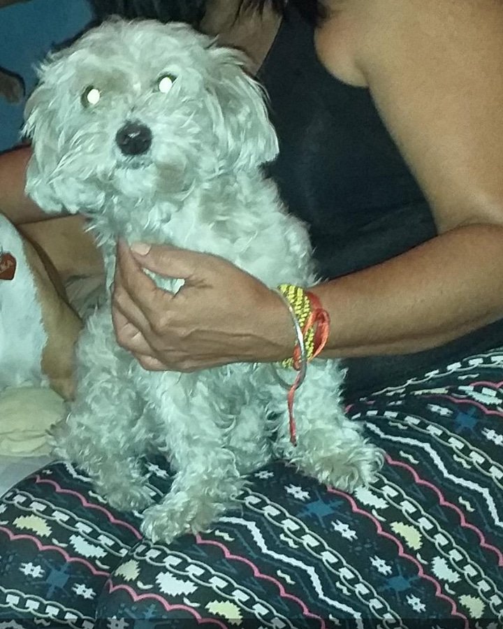 CarliinV's tweet photo. @MisionNevado ella es rayita se perdió el viernes en la.Florida Caracas, esta peladita, por favor si saben de ella contactarme urgentemente. La buscamos desesperadamente, esta embarazada!!!! https://t.co/oJaH1a5zNf