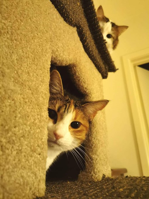 The fam say hi 👋😺 https://t.co/INtaYx2PXG https://t.co/qpIyoPp87S https://t.co/qQC3HoxlvE