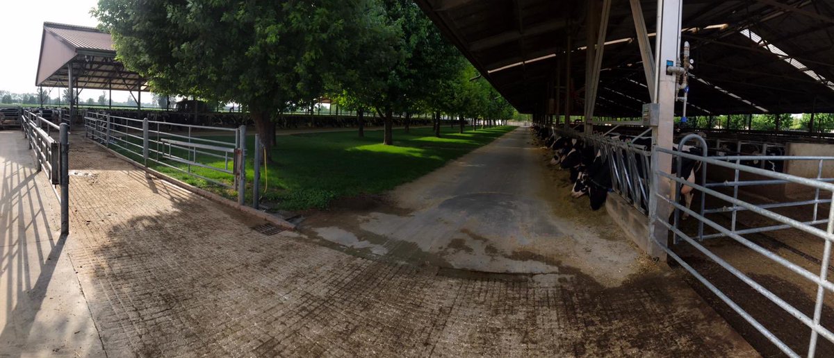 nappa_stefano's tweet photo. Pilot Farm #Evanza #40 bail rotary. #500 milking cows. Milking time 20 minutes less. Happy milkers, happy owner, happy 🐄 https://t.co/CbV6HeEbvL
