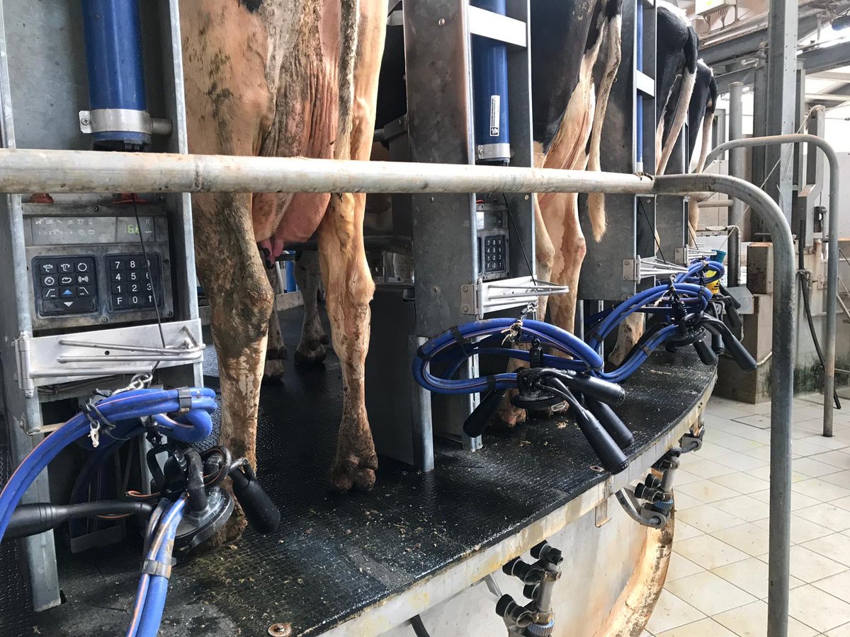 nappa_stefano's tweet photo. Pilot Farm #Evanza #40 bail rotary. #500 milking cows. Milking time 20 minutes less. Happy milkers, happy owner, happy 🐄 https://t.co/CbV6HeEbvL