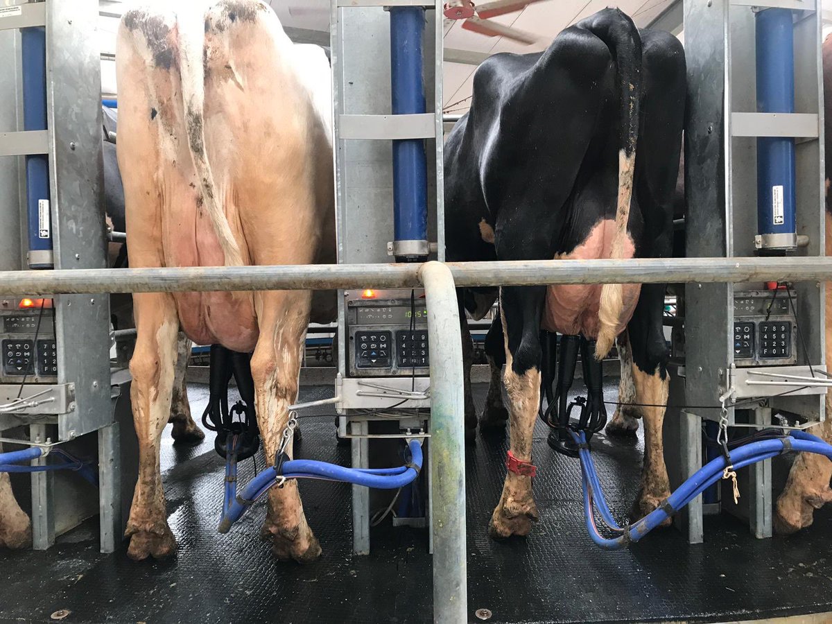 nappa_stefano's tweet photo. Pilot Farm #Evanza #40 bail rotary. #500 milking cows. Milking time 20 minutes less. Happy milkers, happy owner, happy 🐄 https://t.co/CbV6HeEbvL