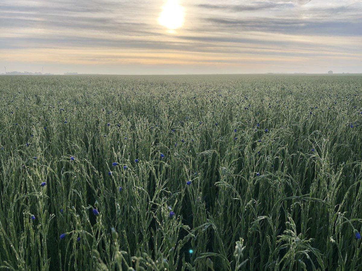 Début floraison lin fibre #hautsdefrance @wearelinen #jaimelelin #ilovelinen <a href="/fredlin/">Decock frederic</a>