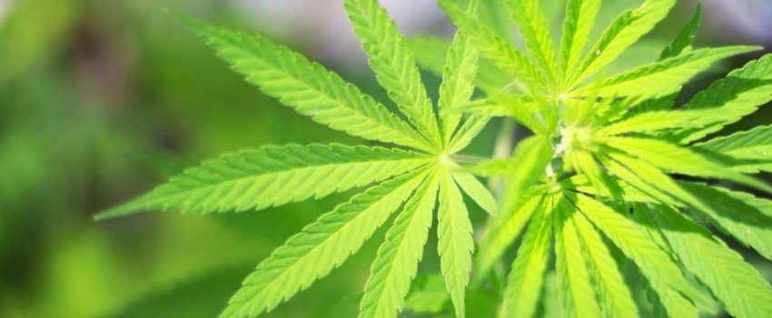 Midweeksong's tweet photo. There are basically various Marijuana or Cannabis Seeds are available for the customers online in the USA. The Midweek Song is involved in selling Blackberry Cannabis Seeds for the customers. #BestCannabisSeeds #BuyKushSeedsForSale #AutofloweringSeedsUsa https://t.co/kR1Icm1nU7 https://t.co/r03p77nUgr