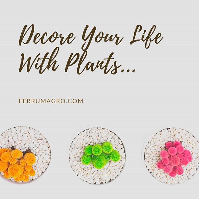 FerrumAgro's tweet photo. .
Grow Organic Eat Organic...
.
Follow 👉 @agro_organic
For Organic Post.
.
.
.
#quoteoftheday #organiclife #organicpost #agroorganic #nature #grow #vegan #fruits #health #music #dance #love #friendship #motivation #art #artist #painting #quoteoftheda… https://t.co/1nq2J0yAQZ https://t.co/Hd7YvptqYd