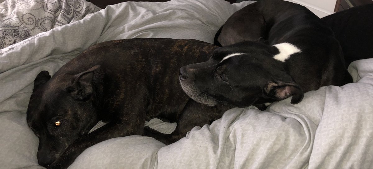 Me and my sister... always a butt to lean on when I need it❤️🐾❤️ #Ed #Xena #Staffie #staffylove #LoveMyBigSister