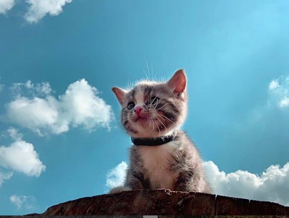 🍒 Sweet Kitty 🍒