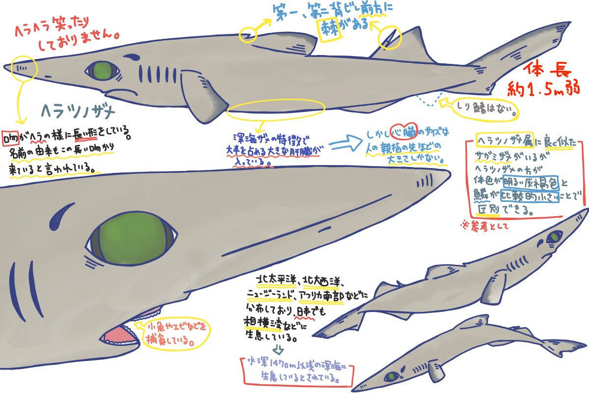 めかぶ ツノザメ目アイザメ科のサメ 同じ深海に住むヘラザメ類と一見よく似ているが ヘラザメ類は背びれに棘がないことで明瞭に区別できる 鱗は比較的小さいことで 日本産のヘラツノザメ属のもう1種の種類であるサガミザメとも区別できる 唐突に