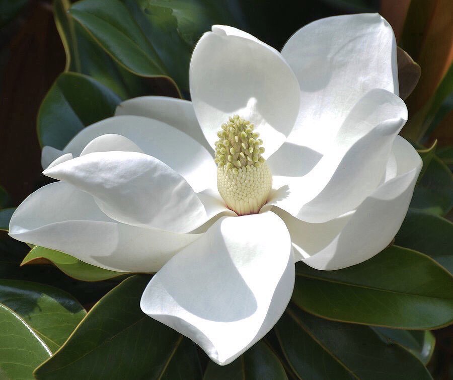 PardueSuzanne's tweet photo. “Beauty is God’s handwriting.
Welcome it in every fair flower,
and thank God for it as a cup
of blessing.”

- Ralph Waldo Emerson https://t.co/mmiaLj2dG4