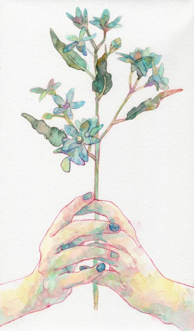 薔薇とブルースター 