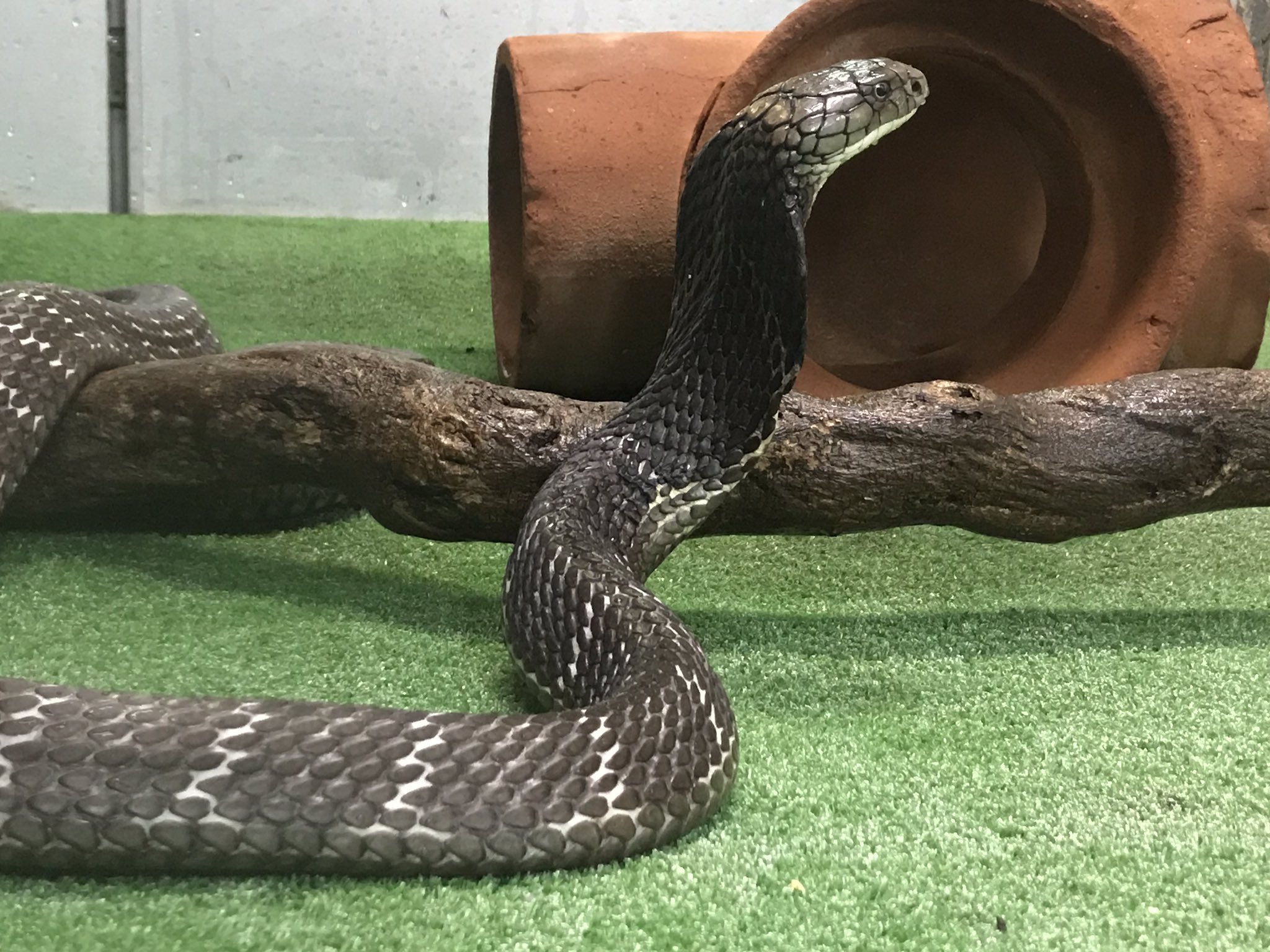 ジャパン スネークセンター Jsc V Twitter そろそろヘビも載せましょう ココ最近のキングコブラの様子です 先日の日曜日に行った ヘビ のお食事 では 残念ながらお客様の目の前で餌を食べてくれませんでした 当センターのキングコブラは まだ小さいながらも