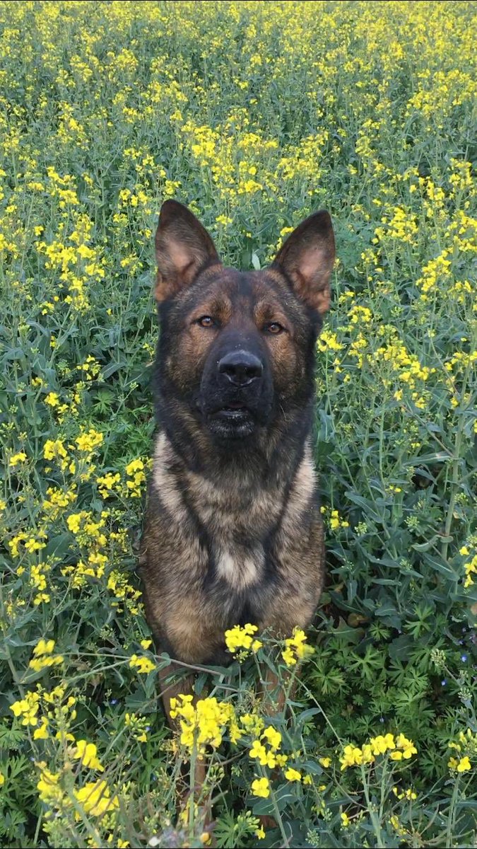northantsdogs's tweet image. Busy few shifts for PD Olly this set - as well as receiving his new warrant card from @NorthantsChief he’s also been involved in several arrests for serious offences where his presence has meant the offenders have thought twice about running and decided against it! #gameface