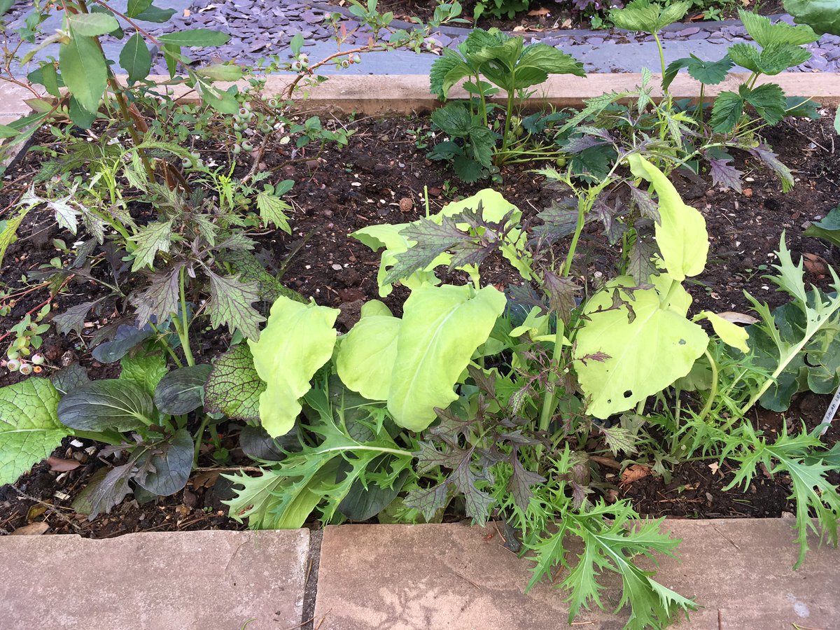 ElizAthertonSop's tweet photo. Here come #Blueberries with #Strawberries not far behind (though damn slugs have eaten several since this photo). #Rhubarb is establishing well & #SaladLeaves are romping. #YellowCourgette planted last week & #Gooseberries & #Cauliflower still to go in if it ever stops raining... https://t.co/82nuUsq71I