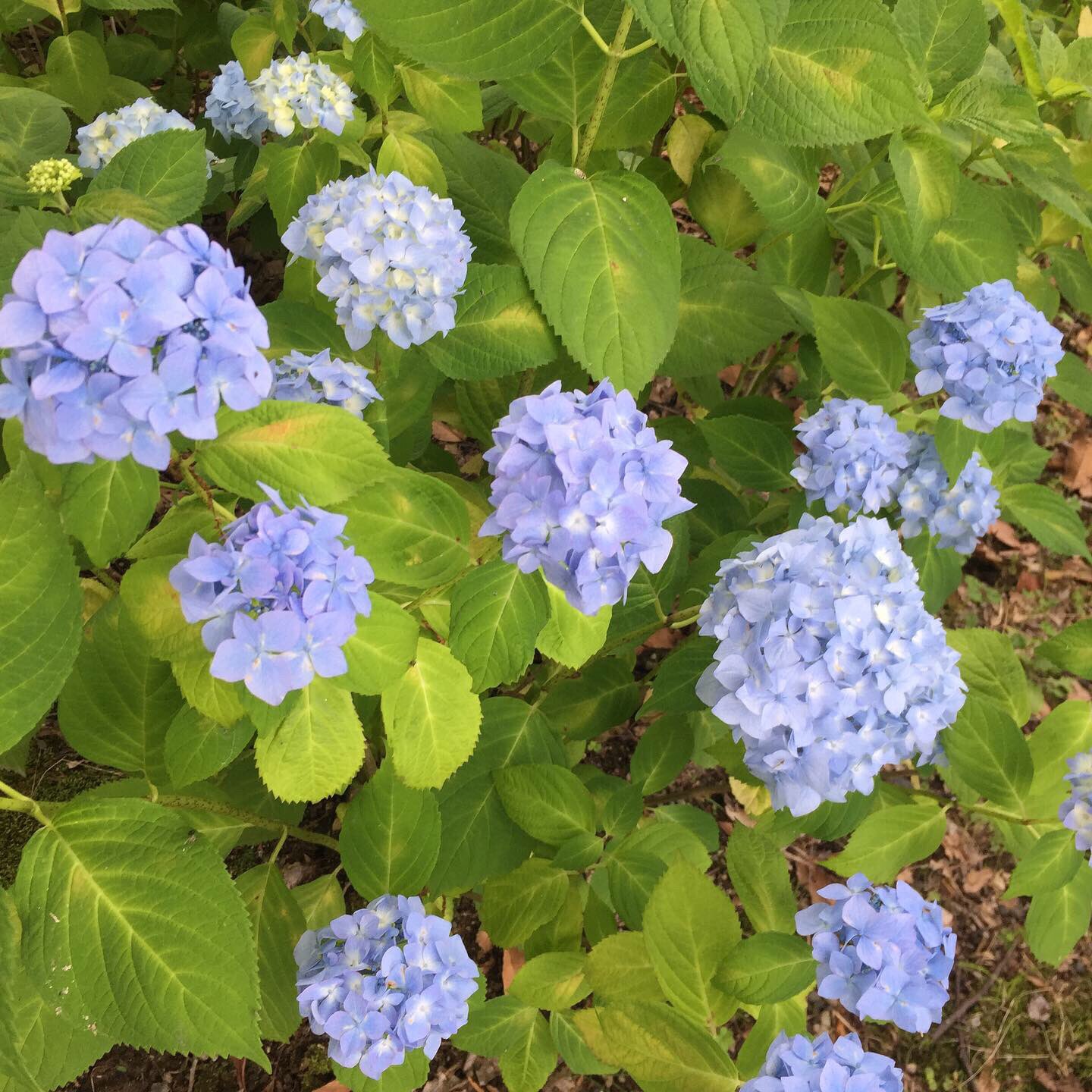 芦刈園 Twitter Search Twitter