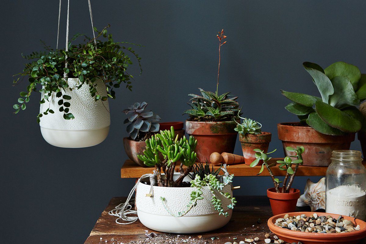 Food52's tweet photo. 7 indoor plants that are near-impossible to kill. https://t.co/FftD2o9ezs https://t.co/BhU5VlfXFn