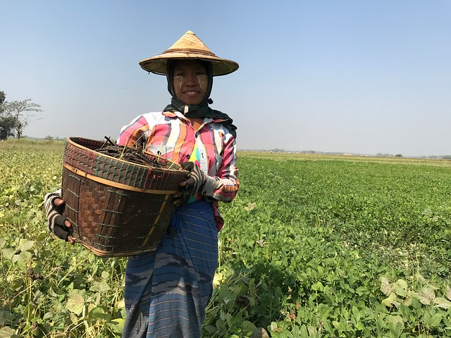 iccotweet's tweet photo. ICCO awarded by Netherlands Enterprise Agency! During a special event, organized by the @RVO_Int_Ond, the winners of the #SDGP Facility were officially awarded. Our tender was successful for MasterPeas in Myanmar and South Senegal Rice on the Rise https://t.co/nGCIdYcOw8 https://t.co/q3SBCfmPLn