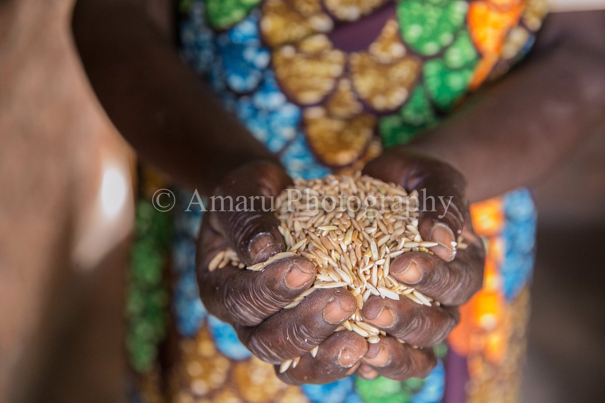 A farmer showing type of rice she has harvested. #documentaryphotographer #humanitarianphotographer #storyteller #photojournalism #farming #rice #kilomberorice #amaruphotography