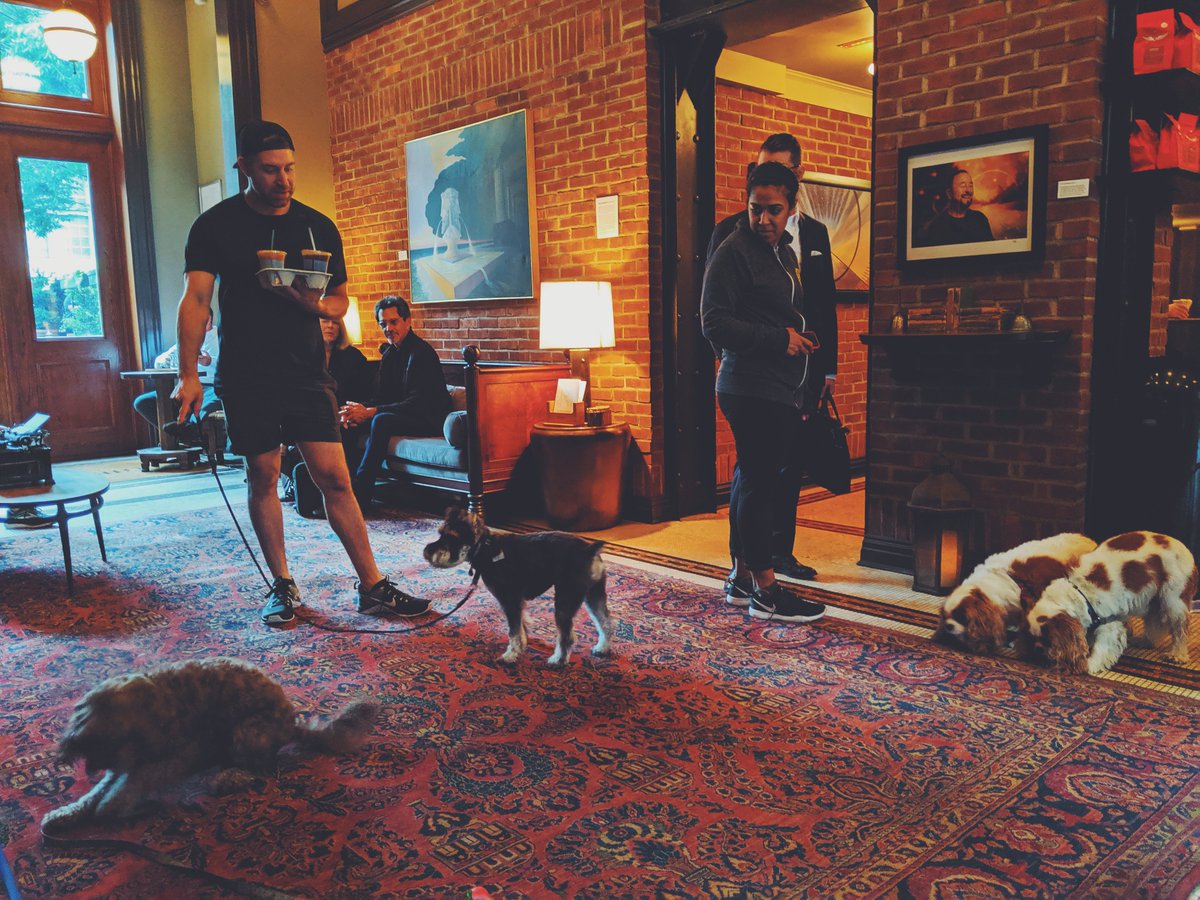 justsargs's tweet image. mornings at the @HighLineHotel 🐩🐶.