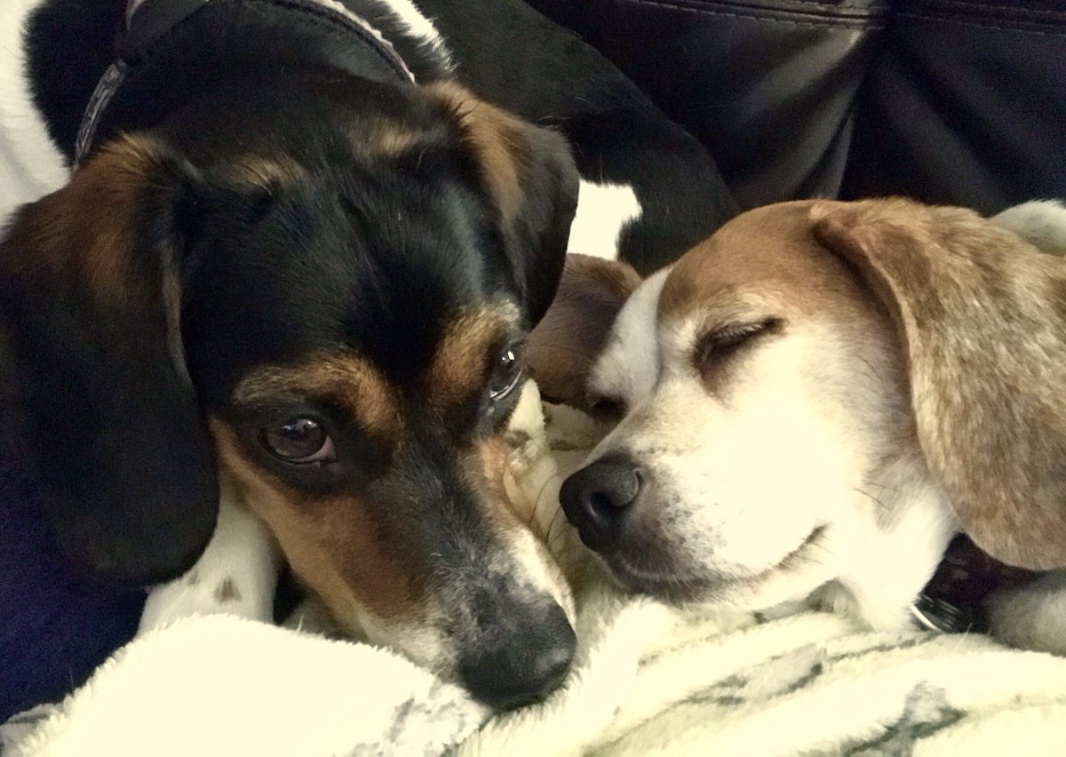 Ruby is showing me how to do snoozings with the person but the person say I am having elbows in the wrong places. But elbows can not be wrong! They are doing the elbow jobs always and do not go to other places!