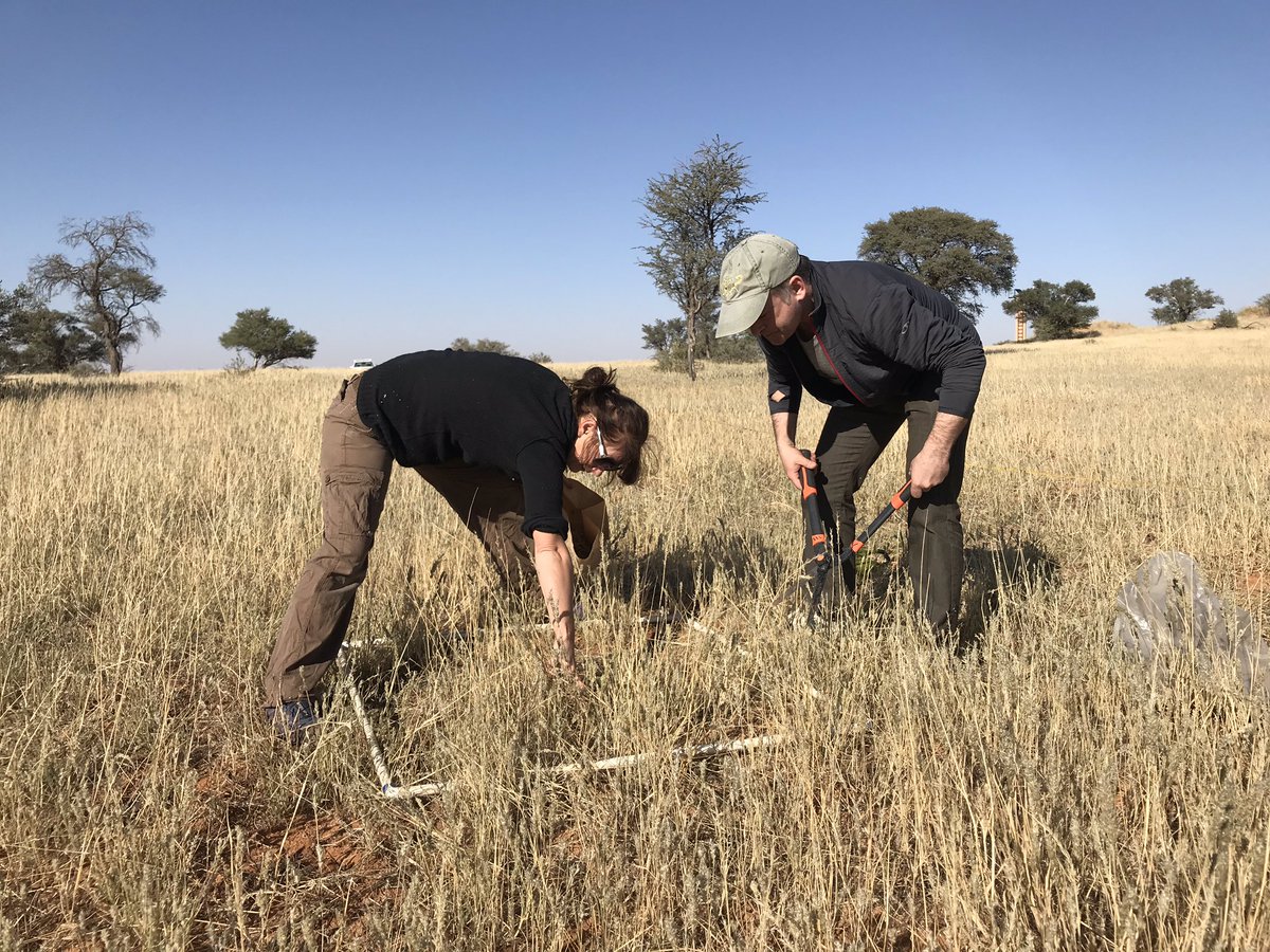 AndreaFuller06's tweet photo. Hard labour for @TattersallG in the Kalahari, helping us with wildebeest research grass transects @WendZ_222 @TanjavdVen https://t.co/rQwbxuLG7T