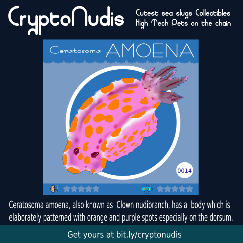 Ceratosoma amoena, also known as  Clown nudibranch, has a  body which is 
elaborately patterned with orange and purple spots especially on the dorsum. 

Check it out crypto-nudis.herokuapp.com/index.html