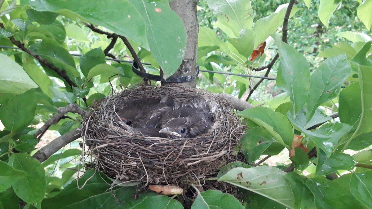 #Photodujour Ce week-end, une surprise se cachait dans les #Vergersécoresponsables de Montdragon dans le Tarn 🐣 #biodiversité #onestbiendanslesvergers
