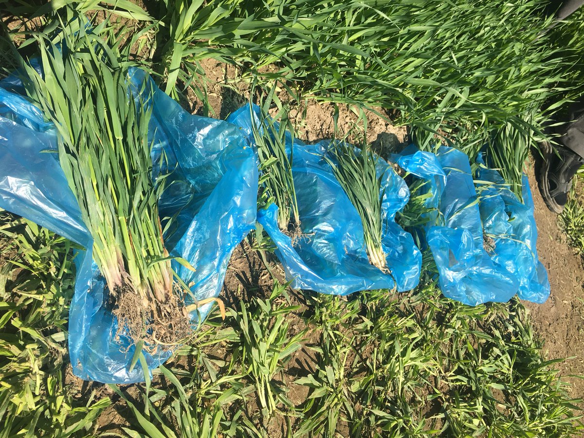 Basf Suomen Hannes Höykälä kertoo Medax Max-korrensääteestä eri lajikkeilla. Vehnän ja ohran pensominen paranee oikeilla käsittelyillä. Viljelijät tutustumassa <a href="/LantmannenAgro/">Lantmännen Agro</a> koetilalla Hauholla.