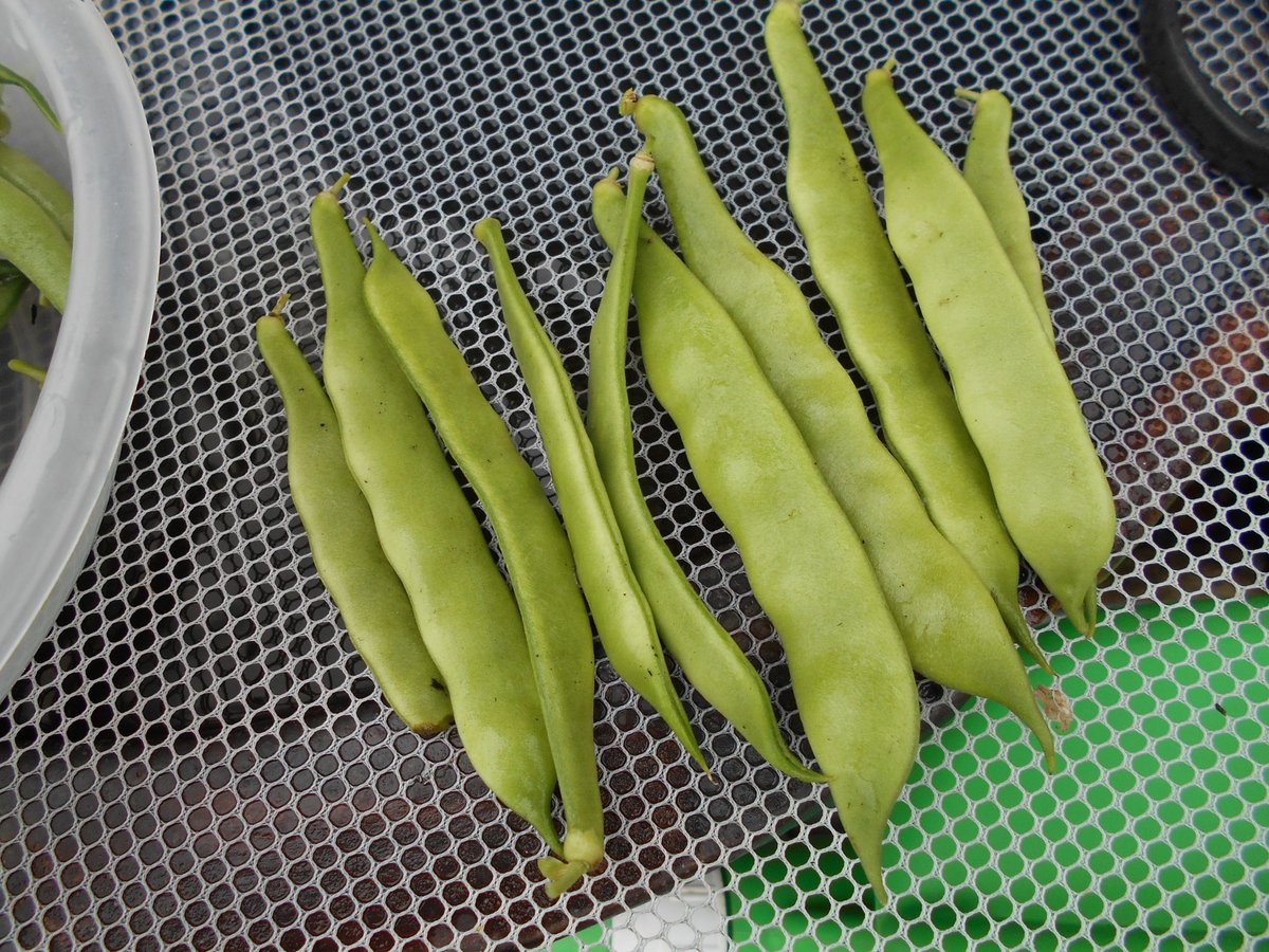 うさ در توییتر 6 11 つるあり平さやインゲン を収穫しました 狭いスペースでネットに角度をつけて栽培 していますが 最近ネット上部に到達したので摘心しています この日 平さやじゃない普通のインゲンも収獲したので インゲン祭りです 笑 平さやいんげん
