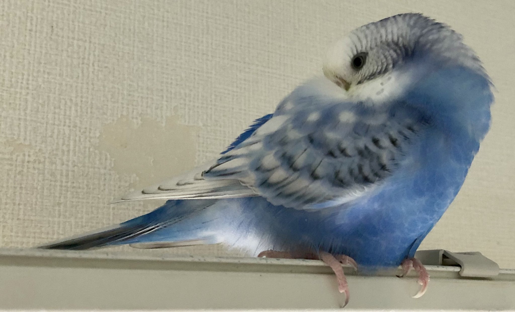夜玖諸 セキセイインコさん 壁紙かじるの やめてほしい それにしても満足そうだなぁ 仕方ないかぁ T Co Xxn0ebyl8i Twitter 夜玖諸 セキセイインコさん 壁紙かじるの やめてほしい それにしても満足そうだなぁ 仕方ないかぁ T Co Xxn0ebyl8i Twitter