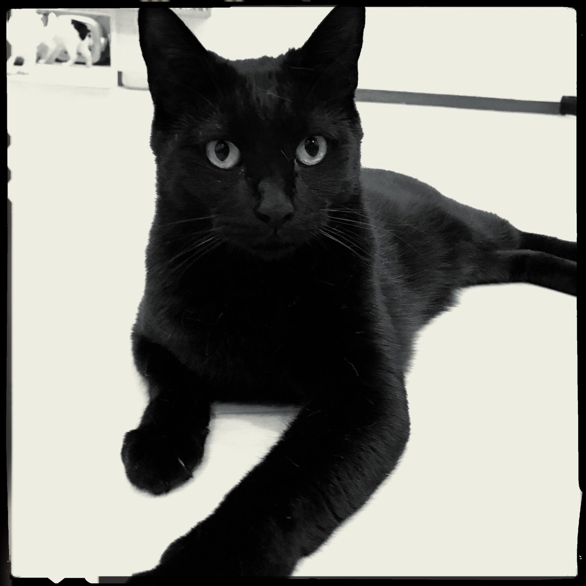 obi_wan_eclipse's tweet photo. Pressure. #猫式 #cat #ShotoniPhone #RayMarkII #BlacKeysIR  #Hipstamatic https://t.co/lE9DuLYtKo