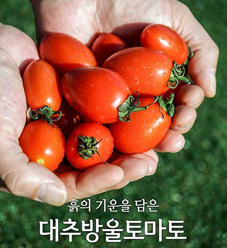[방울 토마토] 

짤뚱한 것이 손에 잡히고도 남아 돌아서, 
쪼물딱 거렸드만 잠깐 뜻뜻 미지근 했다
깝데기 다 벗겨져 물 찍 싸고 씨까정 뭉개져 
에비, 드러버라, 갖고놀던 애기들이 지지-한다, 
고추만도 못한 것들이 오이가지바나나 이모티콘 붙이지, 
음식물 쓰레기통 들어갈, 방울 토마토.