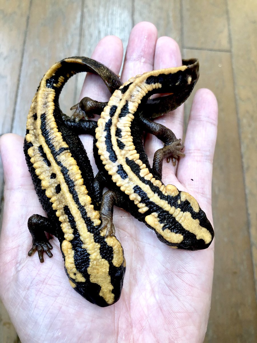 ラオスコブイモリ 大量入荷