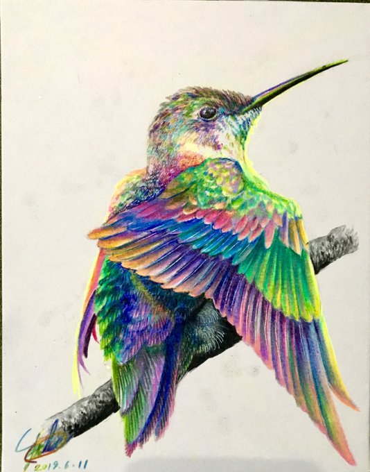 色鉛筆画 文鳥 (原画) 文鳥っていろんな色の子がいるのですね。色鉛筆画にして歴代の子