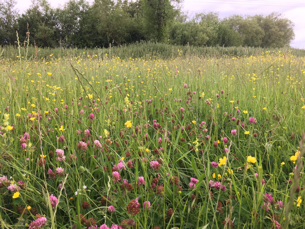 NECotswolds's tweet photo. North #Meadow National #Nature Reserve In all of its glory! https://t.co/WrKxZnzVyl