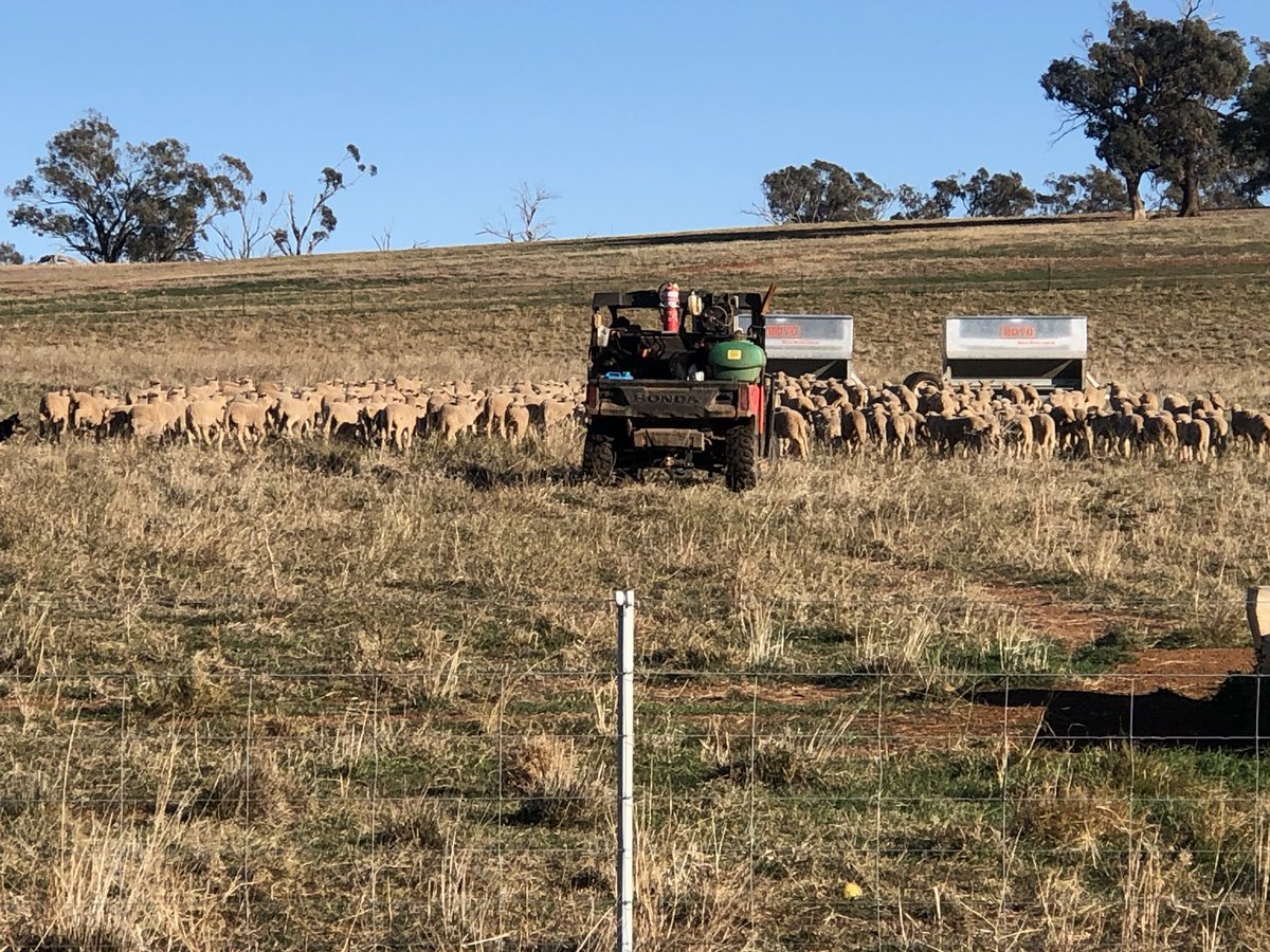 Kerin_Ag's tweet photo. Another key ingredient when early weaning lambs Beachport green cap totally de stresses them . Takes their mind off mum & onto feeding . Worth its weight in gold . Happy unstressed early weaned lambs #kerinpollmerino #bwfw #fertilemerions #fastgrowinglambs #nzmerino https://t.co/rILvx0tTeK