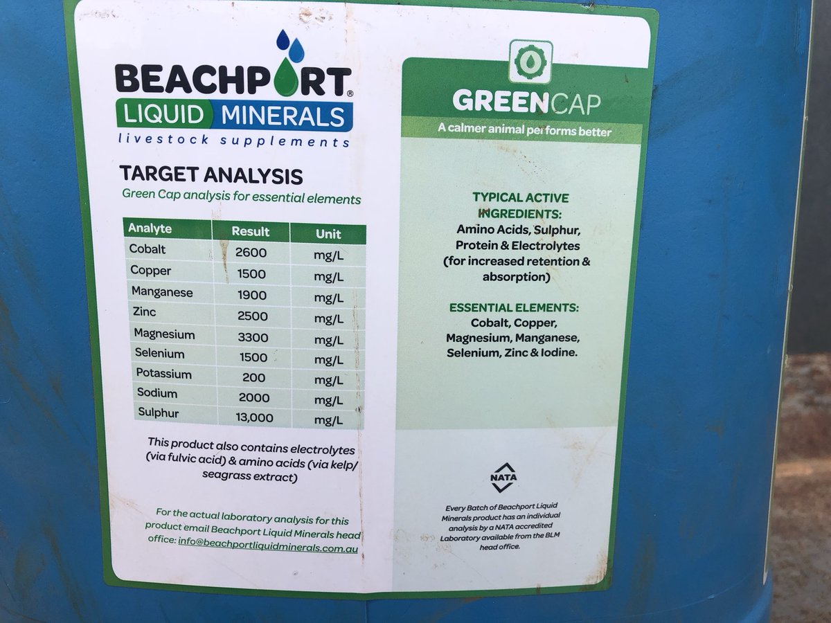 Kerin_Ag's tweet photo. Another key ingredient when early weaning lambs Beachport green cap totally de stresses them . Takes their mind off mum & onto feeding . Worth its weight in gold . Happy unstressed early weaned lambs #kerinpollmerino #bwfw #fertilemerions #fastgrowinglambs #nzmerino https://t.co/rILvx0tTeK